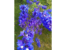 IMG 20170723 193918.jpg