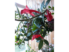 �������� �������- ������ ����� ��������