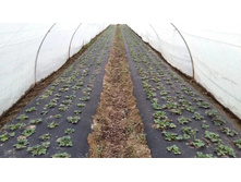 ��������. ��������� 60 ������ (������) - ����� 100 �. ����� 1,6 �. ������ - 1621,4 ���..jpg