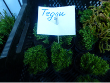 ��� �����