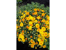 IMG 20170909 110658.jpg