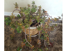 ��������� 350 ���.