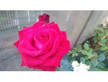 Black Prince (2).JPG