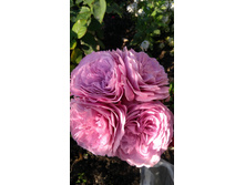 �������� ���