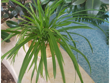 ���������� 250 ���.