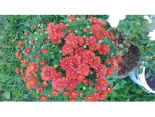 P 20171008 154817.jpg