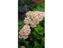 IMG 20170909 110752.jpg