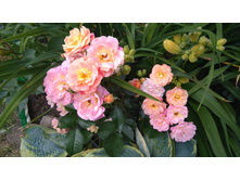 Bordure Camaieu (3).JPG