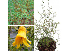 ������ Sophora microphylla "Little Baby-  450 ���.
