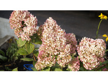 ������ �����