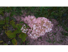 P 20170924 181914.jpg