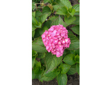 ��������� ������������� ������ �������