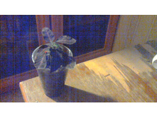 ������� Portellae