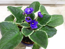 �� - ������