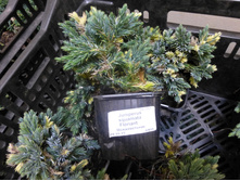 ������������ ���������� Floreant