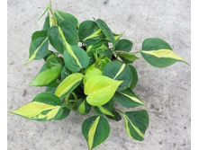 ����������� �������� �������� (Philodendron Brasil)-  �� 300 ���.