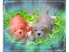 IMG 20171014 203617.jpg