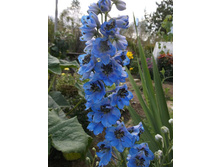 ���������� ��������