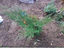 �������� �������