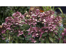 �������� (��������� ����������� ���� ���������?)