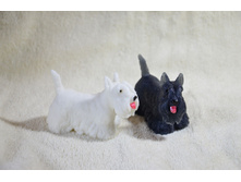 �����/���� �������