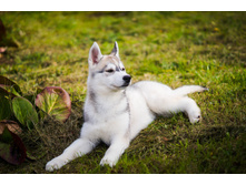 ������ ��������