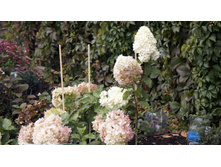 �������� �������