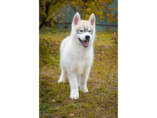 ����� ���� ���� ������