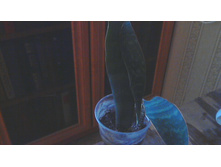 ����������� Kirkii