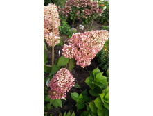 IMG 20170925 132050.jpg