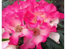 IMG 20170925 131901.jpg