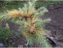 ����������� Blue Dwarf