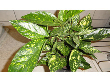 ������ �������