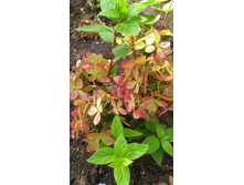 ��������� ����������� ������ ���� Rencolor