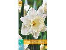 305.560, ������� (Narcissus) Mount Hood, 5 �� � ��������, 204���, 3�� — �����.jpg