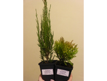 ������������ �������� ��� ����� � �������������� ���� ����