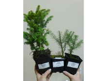 �����: �������������� ����,  ��������� (Abies koreana) �  ��������� <<���������>>.