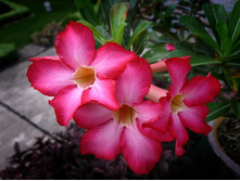 �������  (Adenium)