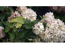 �������� ��������