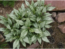 �������� ����