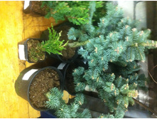 ��� ���������