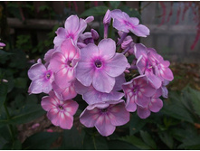 ������� ������