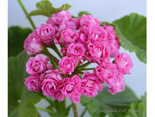 Swanland Pink Australian Pink Rosebud.jpg