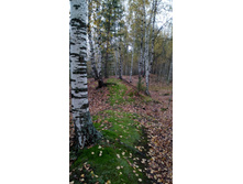 IMG 20171007 105236.jpg