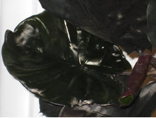 ��������  ���� ������ ( Black Magic