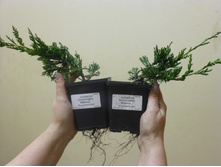 ������������ �������������� �������