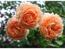 �����  (�����)���