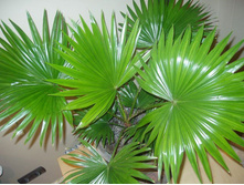 ������ ���������