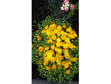 IMG 20170909 110706.jpg