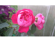 Benjamin Britten® (12).JPG